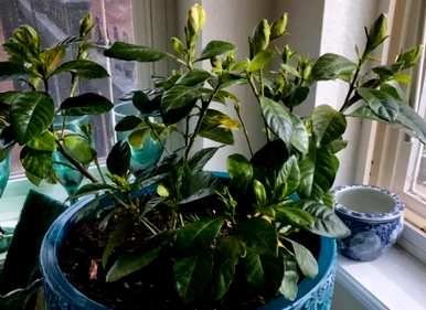 栀子花期如何管理，栀子花期结束后如何处理