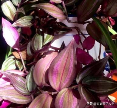 吊竹梅对人好吗？如何培养吊竹梅？