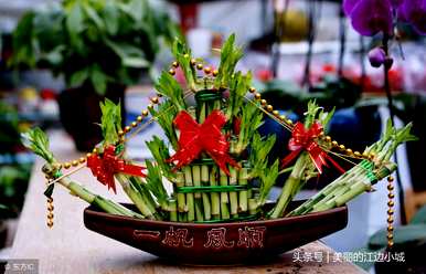 如何水培富贵竹，水培富贵竹论坛