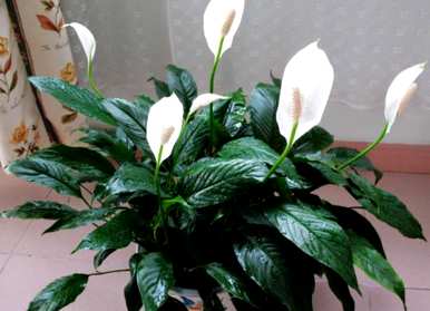 冬天适合种什么花？冬天适合种什么花？