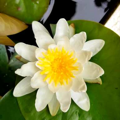 如何养莲花，如何在花盆里养莲花