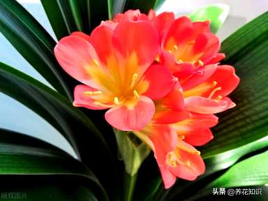 如何正确培育文竹君子兰的养殖方法？