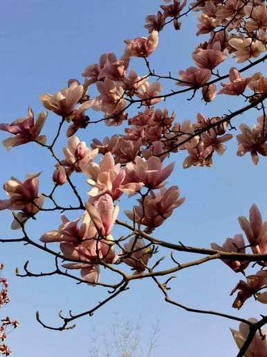 玉兰的花语是什么，玉兰的花语和寓意是什么？