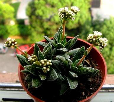 多肉植物如何浇水？多肉植物需要浇水吗？