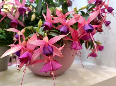 倒挂金钟花容易养吗？倒挂金钟花怎么养才能开花？