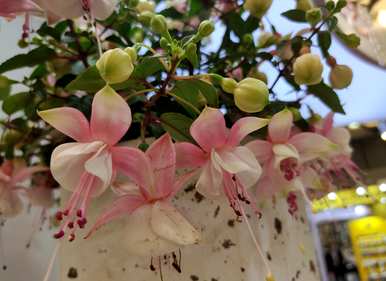 倒挂金钟花容易养吗？倒挂金钟花怎么养才能开花？
