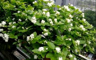 茉莉花浇水多久？