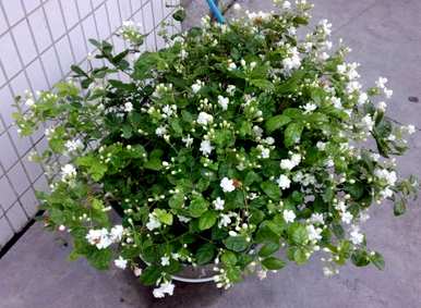 茉莉花浇水多久？