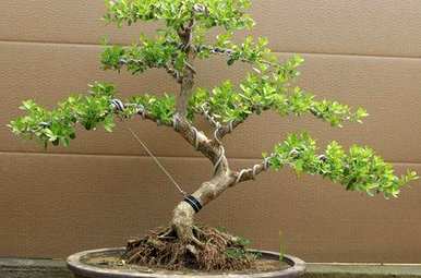 怎样养黄杨树盆景？