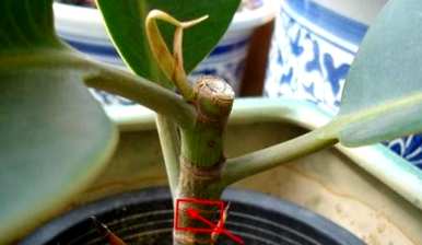 如何培育印度榕树？印度榕树图片大全