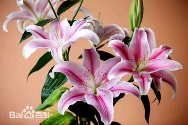 香水百合花语和寓意，香水百合花语的起源