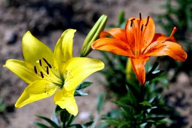 香水百合花语和寓意，香水百合花语的起源