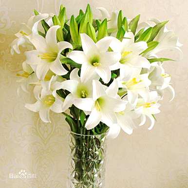 香水百合花语和寓意，香水百合花语的起源