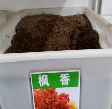 如何种植枫树成活率高，如何种植枫树种子