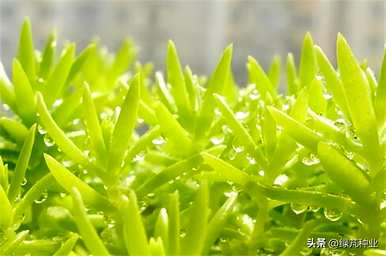 如何种植佛甲草，种植佛甲草的视频