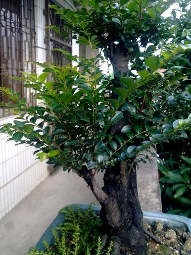 黑骨茶盆景的结果，如何养黑骨茶盆景？