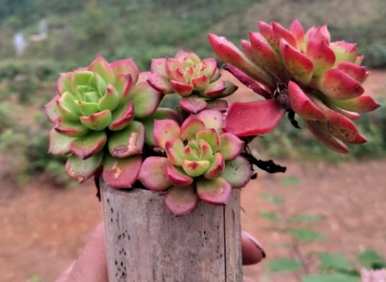 多肉植物怎么养才能爆盆施什么肥料？多肉植物怎么养？