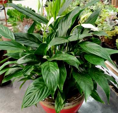 怎样养白掌才能开花，怎样养白掌才能不断开花