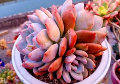 多肉植物怎么养才能爆盆施什么肥料？多肉植物怎么养？