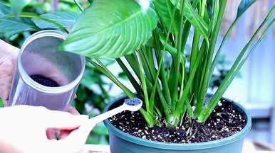 怎样养白掌才能开花，怎样养白掌才能不断开花