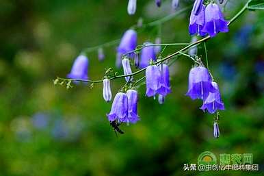 风铃代表什么花语？风铃草的花语是什么？