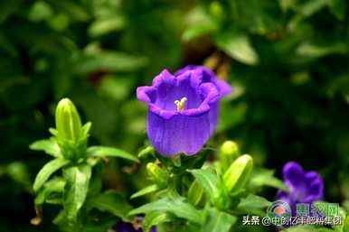 风铃代表什么花语？风铃草的花语是什么？