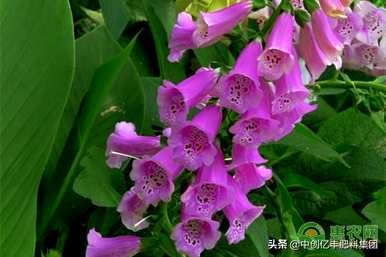 风铃代表什么花语？风铃草的花语是什么？
