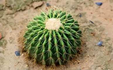 哪些花不适合在家养，适合在家养的花有香味