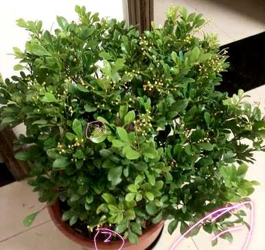 米兰花容易养活吗？店里的米兰花容易养活吗？
