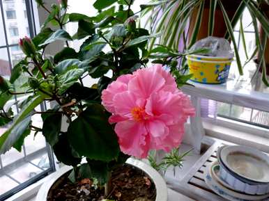 冬季开花有哪些品种，冬季开花有哪些品种？