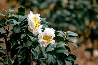 茶花一年开几季花，茶花什么时候开？