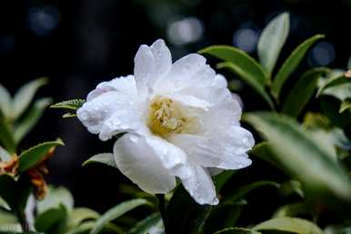 茶花一年开几季花，茶花什么时候开？
