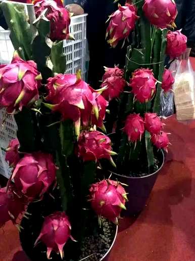 火龙果公花能结果吗？火龙果怎么结果？