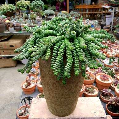 景天属植物有哪些，景天科植物有哪些？