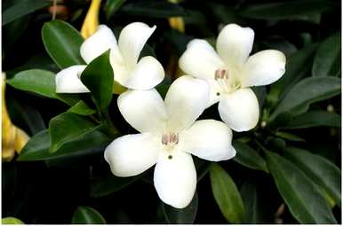 非洲茉莉花的花语是什么？