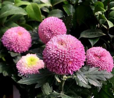 菊花怎么养，菊花怎么养棕色？