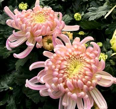 菊花怎么养，菊花怎么养棕色？