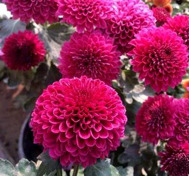 菊花怎么养，菊花怎么养棕色？