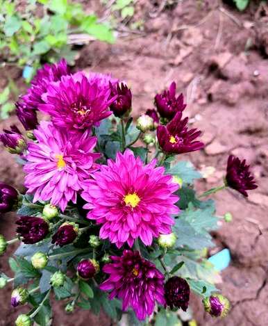 菊花怎么养，菊花怎么养棕色？
