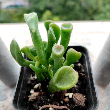 如何养吸财树才能长得快而茂盛，如何养吸财树多肉？