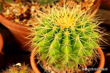 冬天的植物有哪些，冬天的植物有哪些变化？简笔画