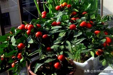 冬天的植物有哪些，冬天的植物有哪些变化？简笔画