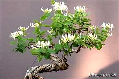 冬天的植物有哪些，冬天的植物有哪些变化？简笔画