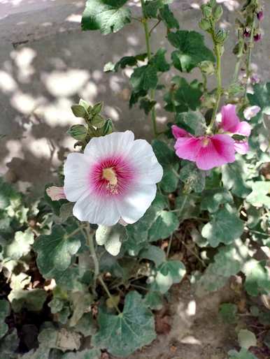 蜀葵花什么时候开，蜀葵花什么时候播种？