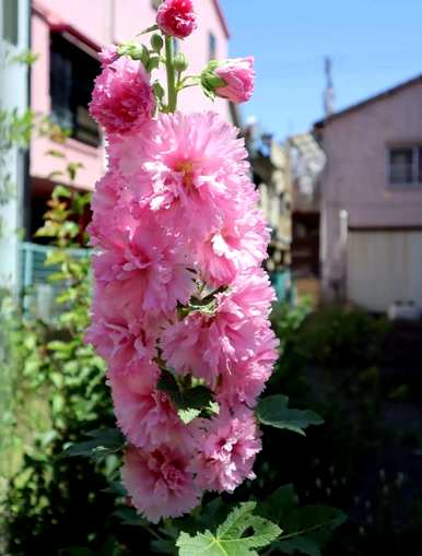 蜀葵花什么时候开，蜀葵花什么时候播种？