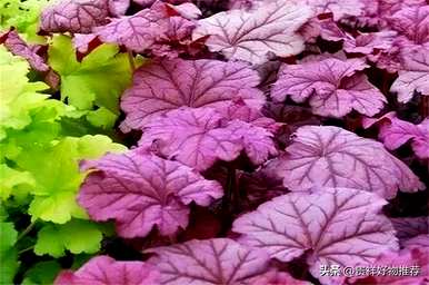 冬天的植物有哪些，冬天的植物有哪些变化？简笔画