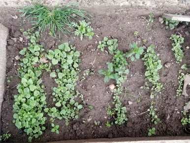 蜀葵花什么时候开，蜀葵花什么时候播种？