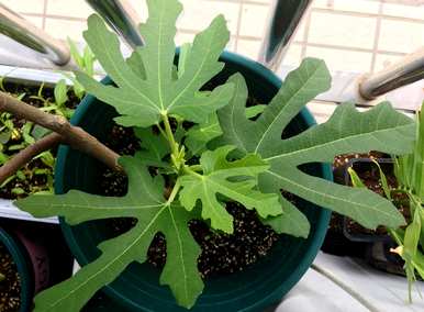 如何种植无花果，如何种植无花果