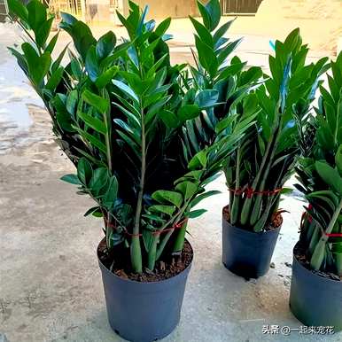 如何把钱养好，如何把钱养好