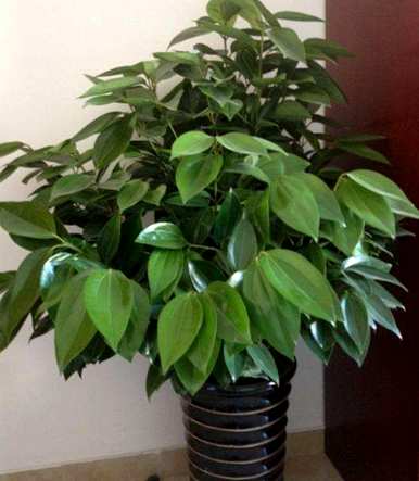 平安树的养殖技巧和方法，如何种植平安树